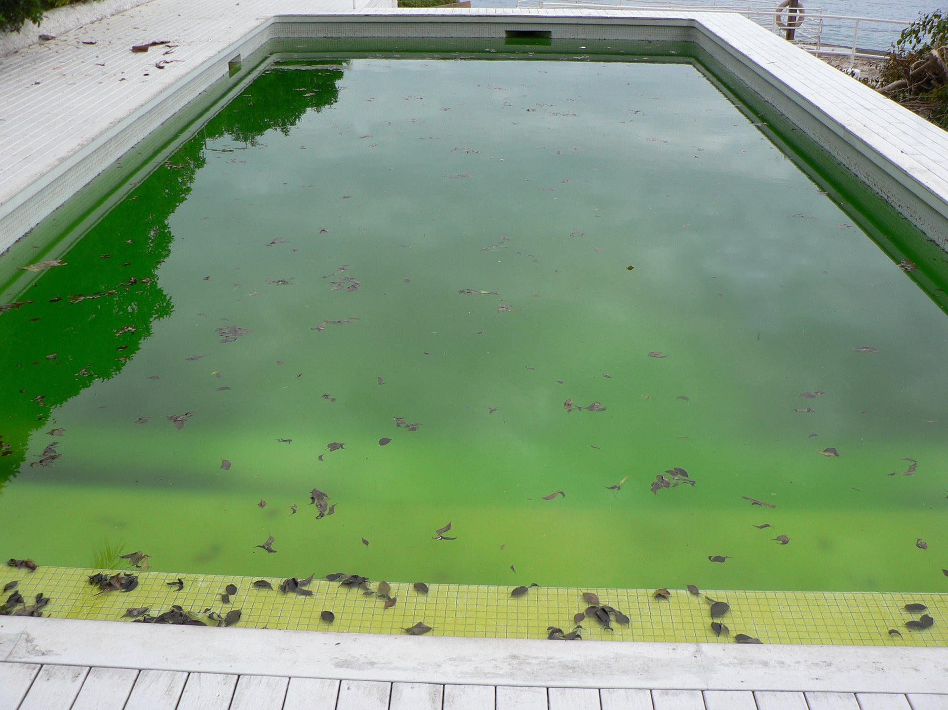 Dirty swimming pool with green water and leaves.