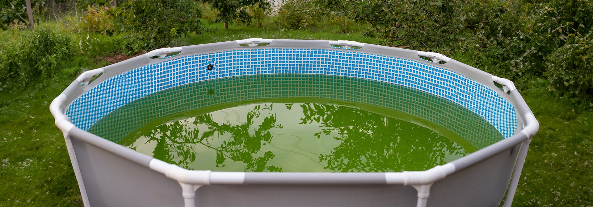Round above-ground pool with green water.